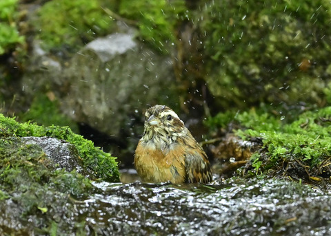 ホオジロ♀0512