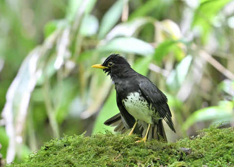 クロツグミ♂0245