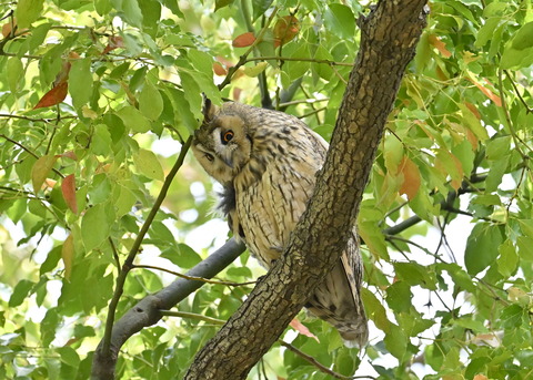 トラフズク♂6958