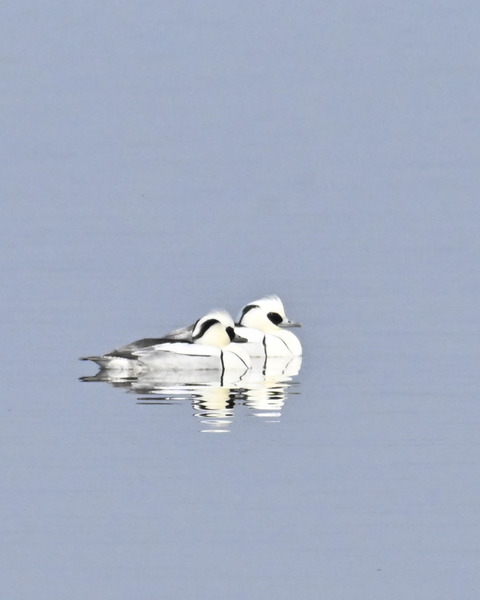 ミコアイサ♂4644