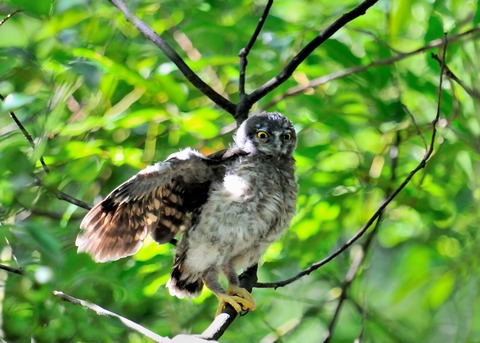 アオバズクのヒナ7736