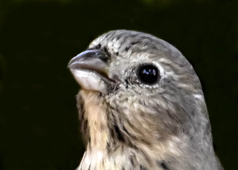 ベニマシコ♀6720