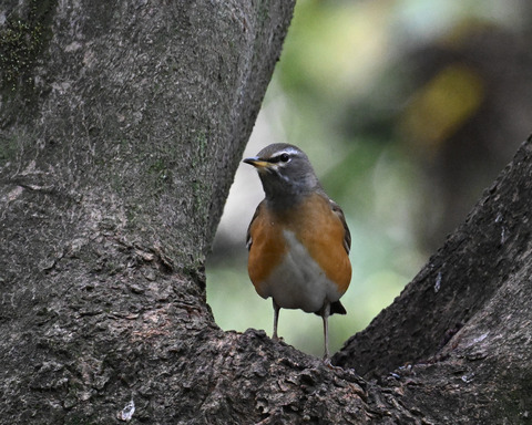 マミチャジナイ2403
