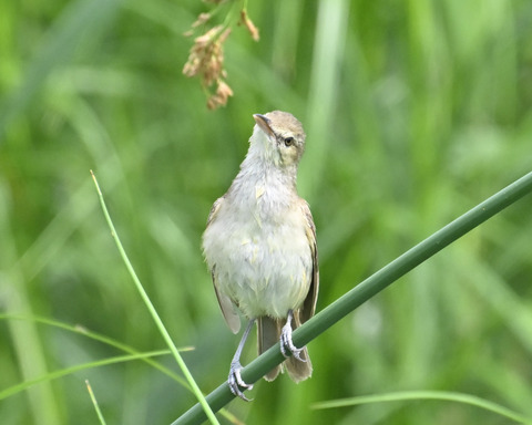 オオヨシキリ7425