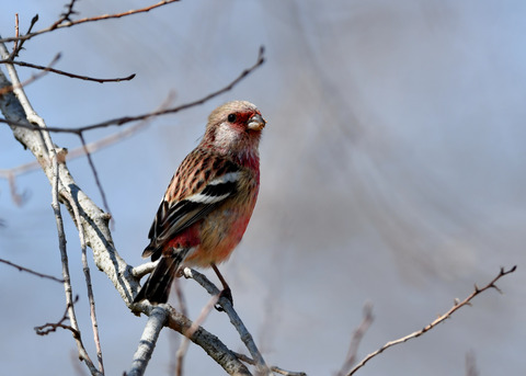 ベニマシコ♂1717