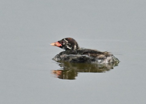 カイツブリのヒナ2658