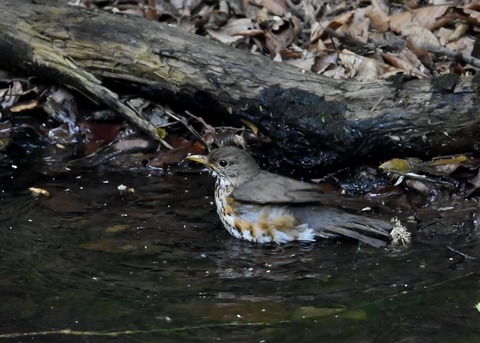 クロツグミ♀4382