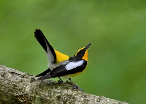 キビタキ成鳥♂5841