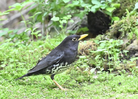 クロツグミ♂2853