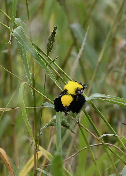 オウゴンチョウ♂2336