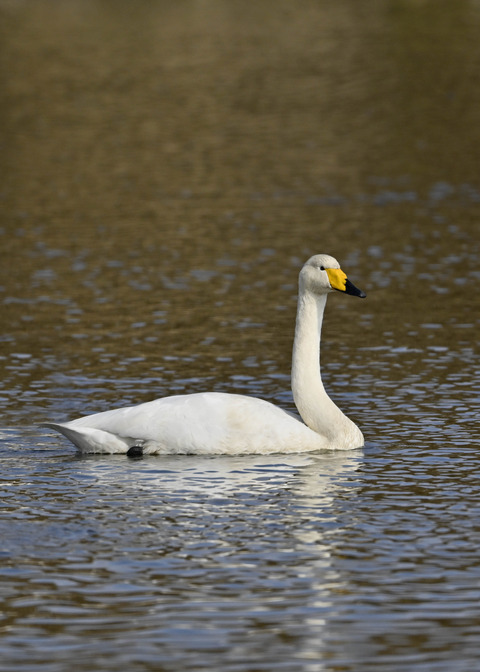 オオハクチョウ0923