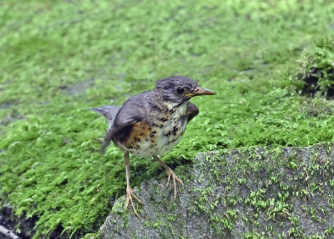 クロツグミ♀幼鳥5359