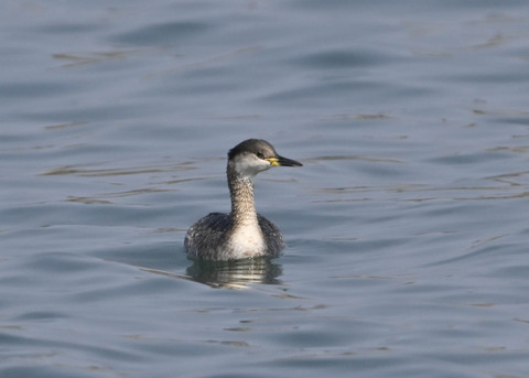 アカエリカイツブリ8279