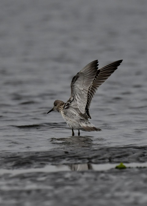 飛ぶ・オバシギ幼鳥4571