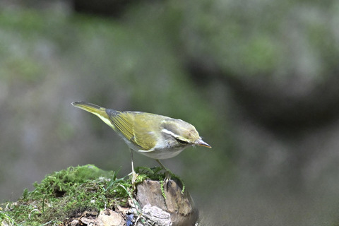 センダイムシクイ2350