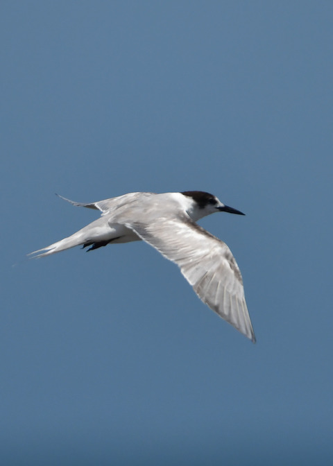 飛ぶ・コアジサシ2275