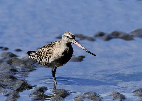 オオソリハシシギ9242