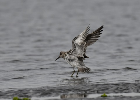 飛ぶ・オバシギ幼鳥4575