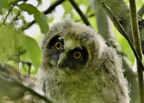 トラフズクのヒナ1199