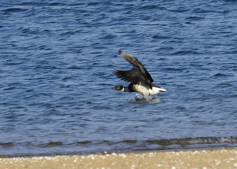 飛ぶ・コクガン0934