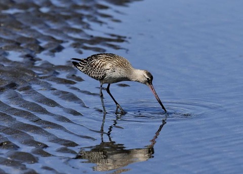 オオソリハシシギ8964