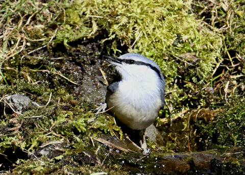 ゴジュウカラ7655