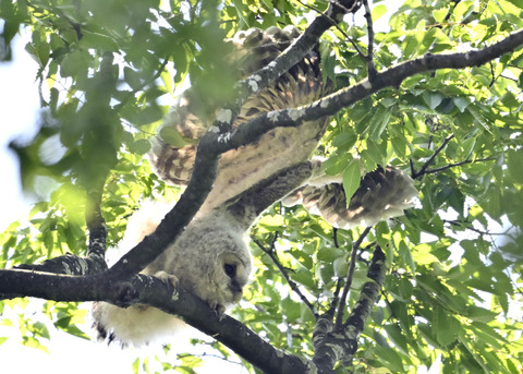 フクロウのヒナ6449