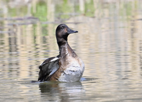 アカハジロ♀3849
