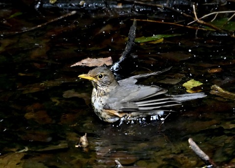 クロツグミ♀6209