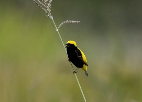 オウゴンチョウ♂2192