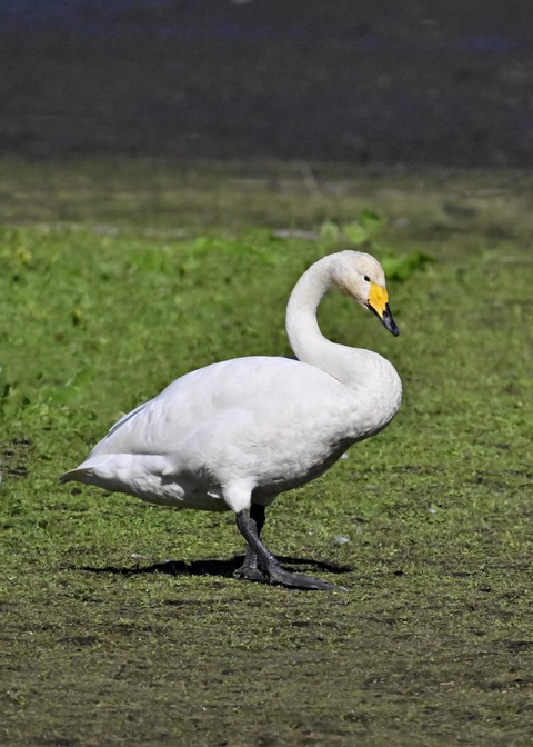 オオハクチョウ2755