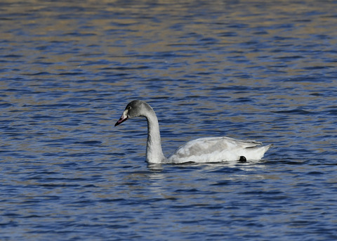 オオハクチョウ若鳥8647
