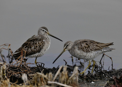 オオハシシギ1935