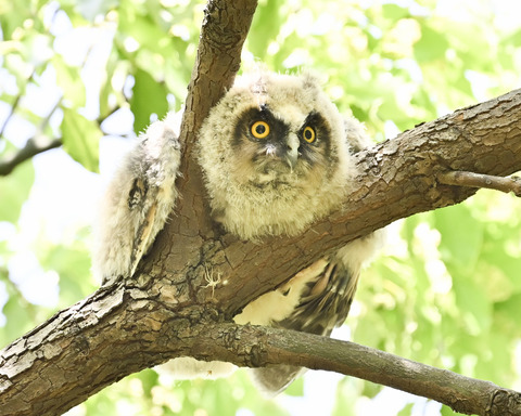 トラフズクの雛①2310