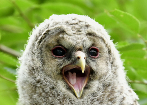 フクロウのヒナ0695