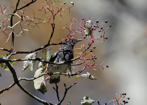 クロツグミ幼鳥3348