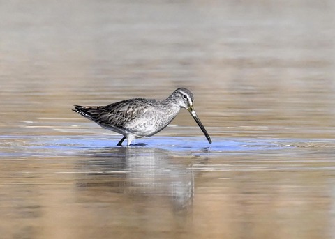 オオハシシギ6180