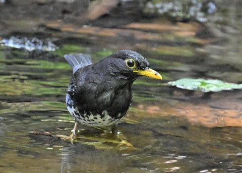 クロツグミ♂4943