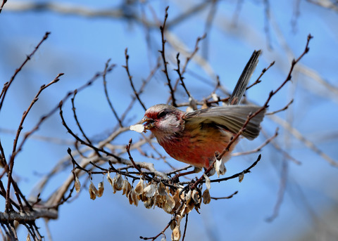 ベニマシコ♂1545