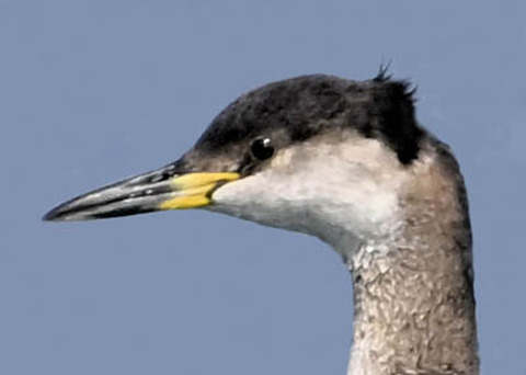 アカエリカイツブリ3002