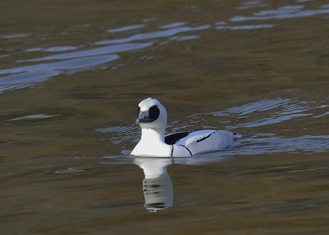 ミコアイサ♂0148-02