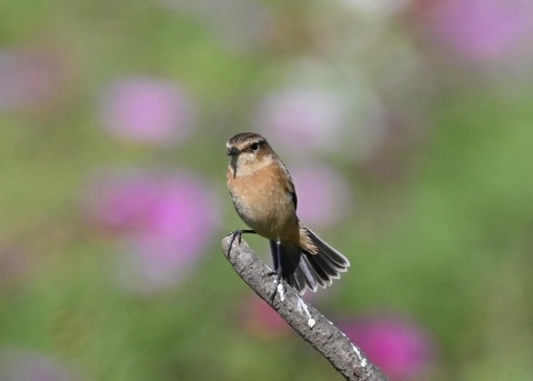 ノビタキ♀1737