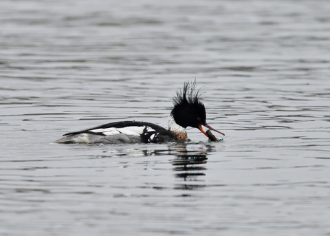 魚捕り・ウミアイサ♂6400