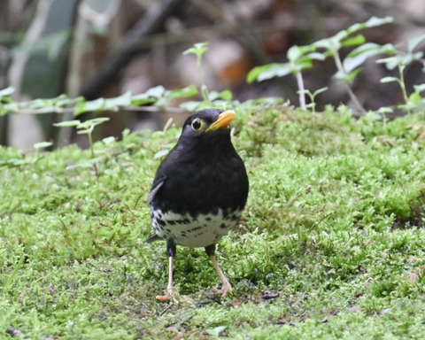 クロツグミ♂5780
