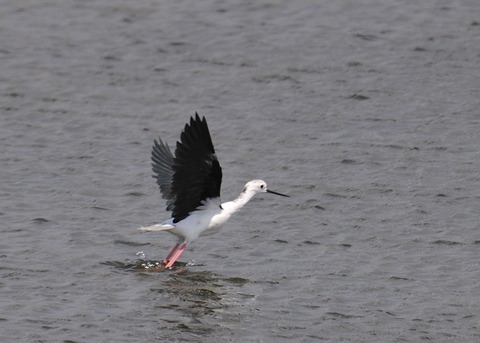 飛ぶ・セイタカシギ0193