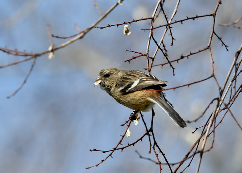 ベニマシコ♀1225