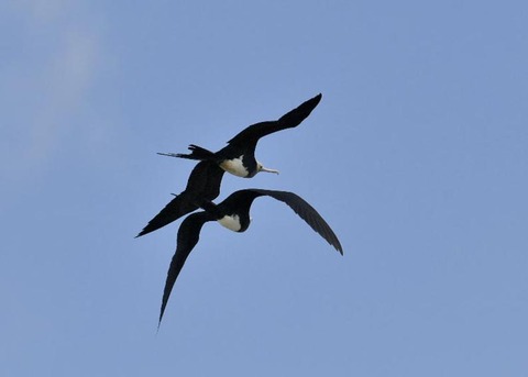 オオグンカンドリ6056