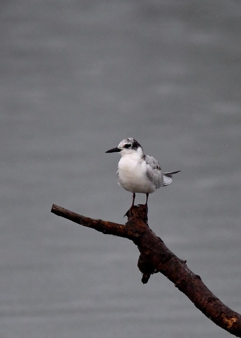 クロハラアジサシ幼鳥1881