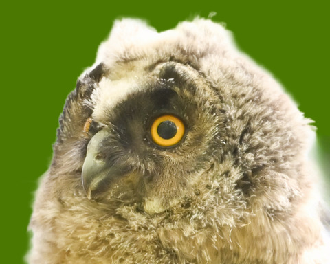 トラフズクの雛③3200
