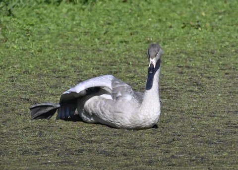 オオハクチョウ幼鳥羽広げ2777